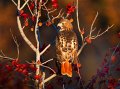 _1SB8973b red-tailed hawk